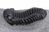 Beautiful Morocops Trilobite - Ofaten, Morocco #359594-1